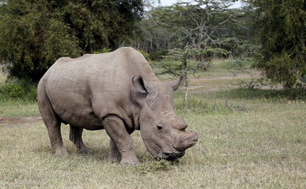 extinction northern white male rhino