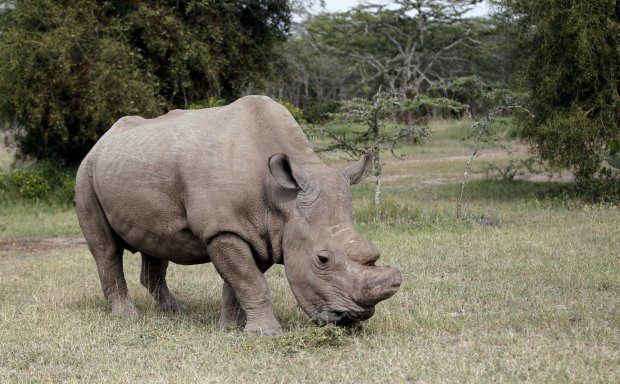 Click to enlarge extinction northern white male rhino