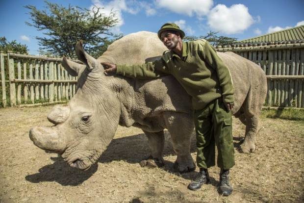 Click to enlarge extinction northern male white rhino