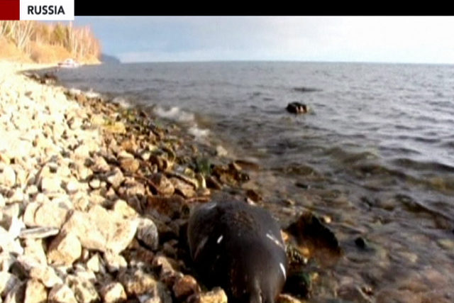 Over a hundred dead seals wash up on Baikal shore
