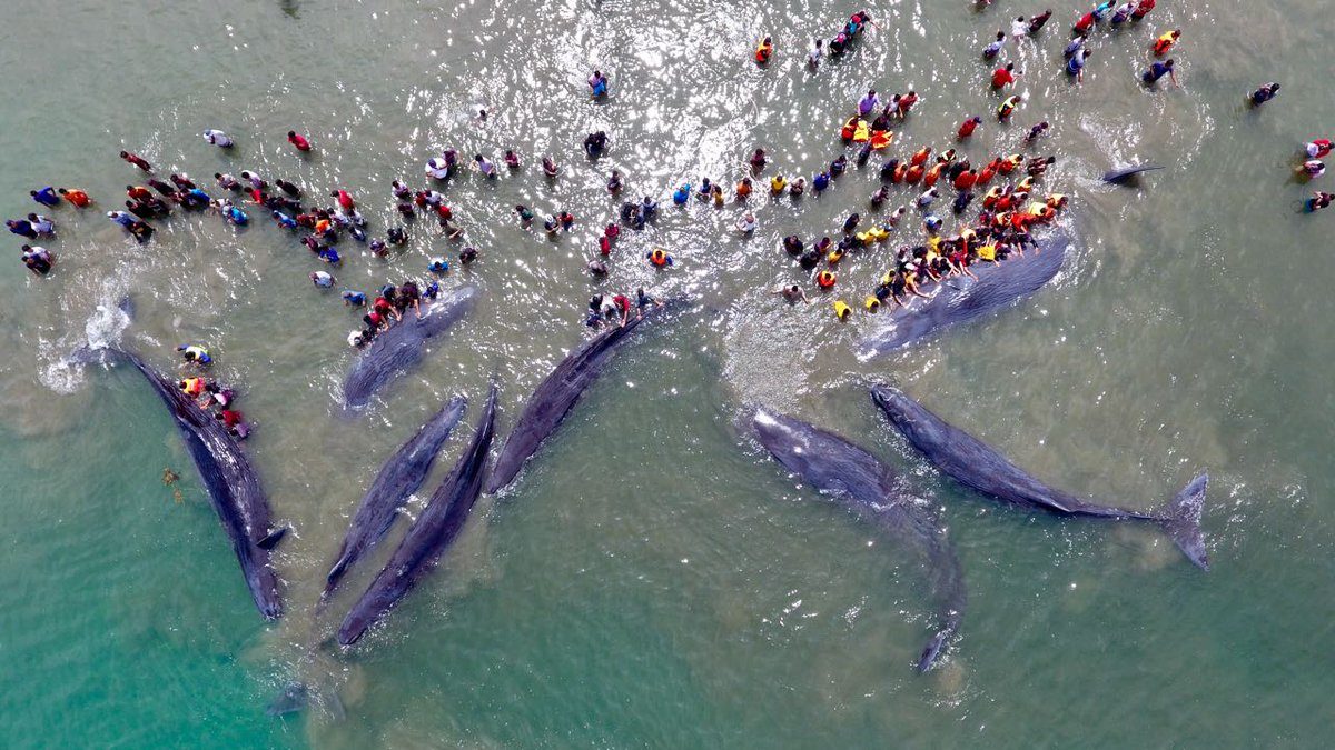 A group of 10 sperm whales was stranded on Nov. 13 on a beach in Sumatra’s Aceh province.