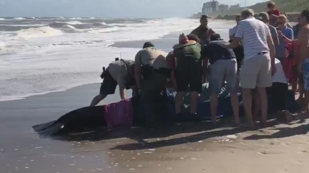 Stranded whale reported near Juno Beach pier