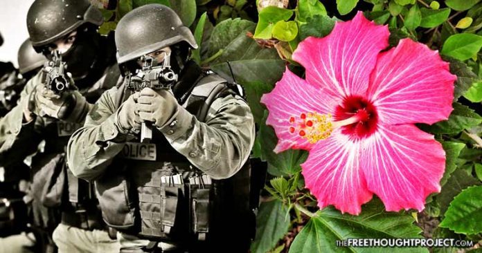 Innocent Family Raided by SWAT, Held at Gunpoint After Cops Mistook Hibiscus for Weed