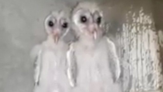 Birds with spooky eyes mistaken for aliens in India