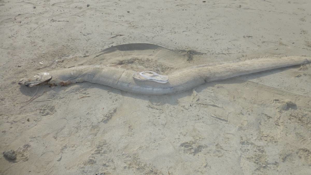 The Oarfish on the beach with a thong for size comparison.