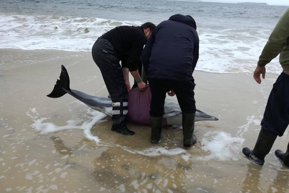 Locals and volunteers working hard to get one of the dolphins back safely in the water.