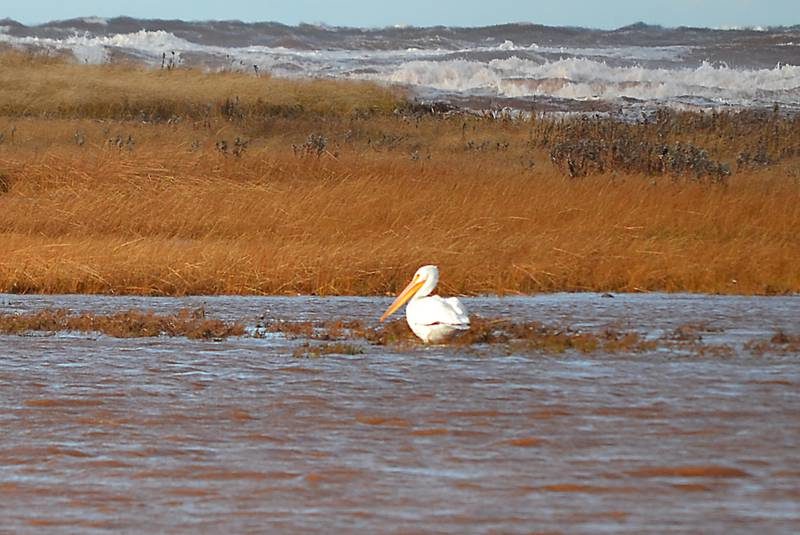 An American white pelican in Black Pond, Pleasant View on Thursday. The bird, although rare to P.E.I. was first sighted Wednesday.