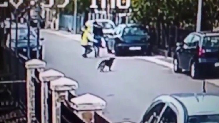 Brave dog stops woman being robbed by thug in the street