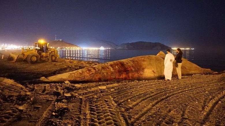 The whale was found motionless and floating in the water by fishermen