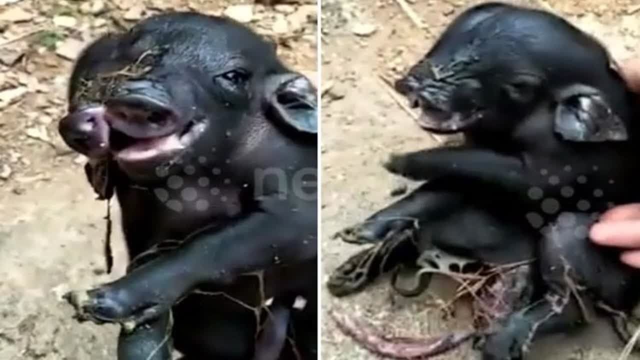 Footage emerged showing this set of conjoined piglet twins in southern China