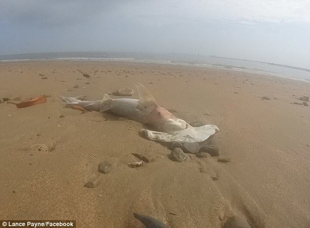 Dozens of dead sharks have washed up on a North Queensland beach, with mystery surrounding how the animals died