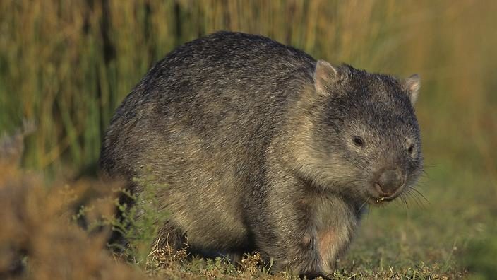 A rogue Tasmanian wombat has had to be put down after one person was hospitalised from an attack.