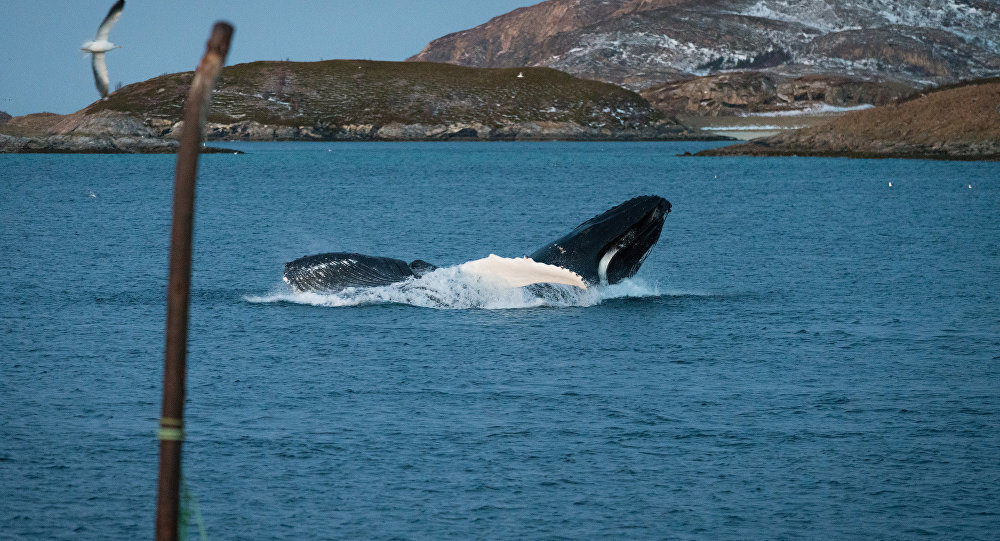 Click to enlarge Norway whales