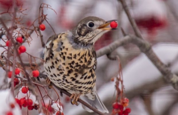 A mistle thrush landed on a Miramichi lawn over the weekend and has been feeding on nearby berries.