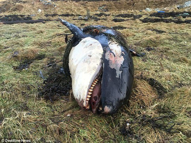 A killer whale calf is believed to have died in agony after being blown ashore by the ferocious 90mph gales of Storm Caroline