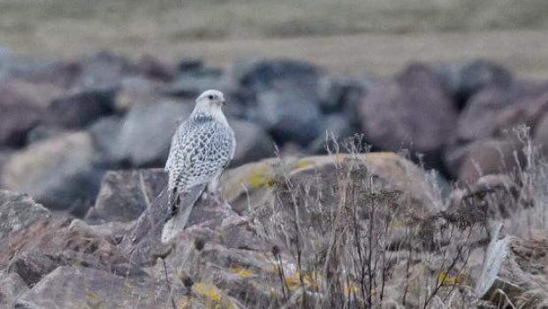 This gyrfalcon eats seagulls and duck.