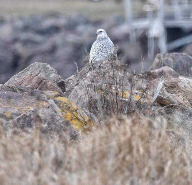 This rarely seen white morph gyrfalcon is the largest known falcon in the world.