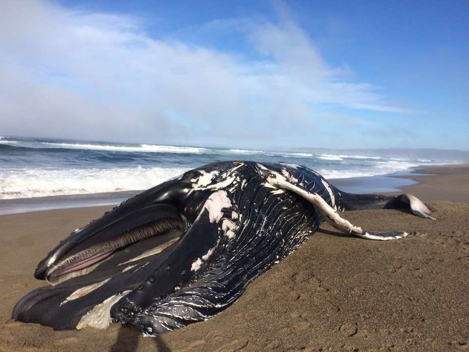 A juvenile male humpback whale was stranded at North Beach in the Point Reyes National Seashore on Tuesday, Dec. 26.