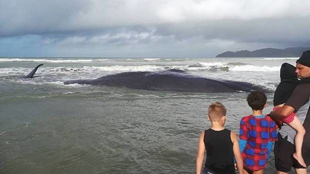 A family watch a dying whale, after it was stranded on Mahia Beach on Saturday morning.