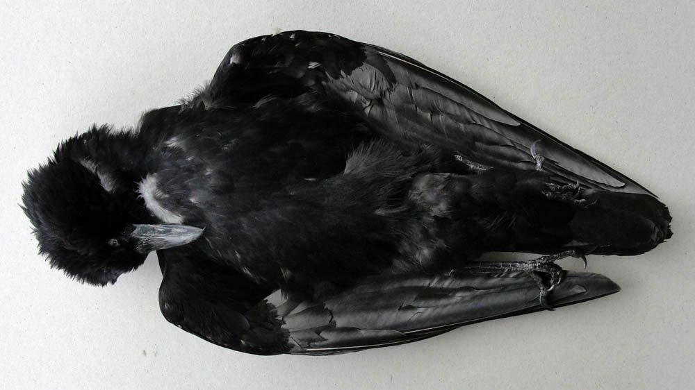Dead crow