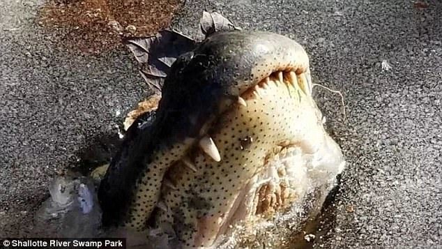 Alligators essentially allow themselves to be frozen in place with their noses just above the surface, according to a video posted on Facebook by Shallotte River Swamp Park in Ocean Isle Beach