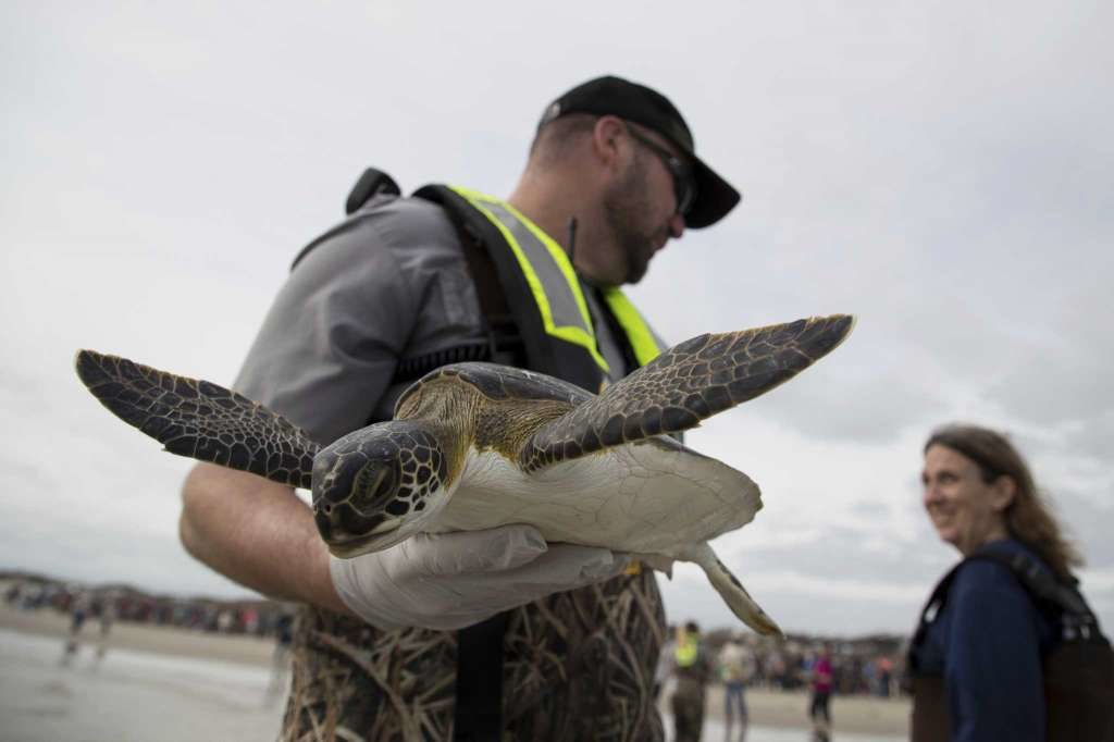 Padre Island National Seashore's Tom Backof holds a rehabilitated sea turtle before releasing it