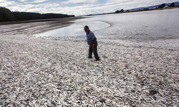Dead sardines in Chile