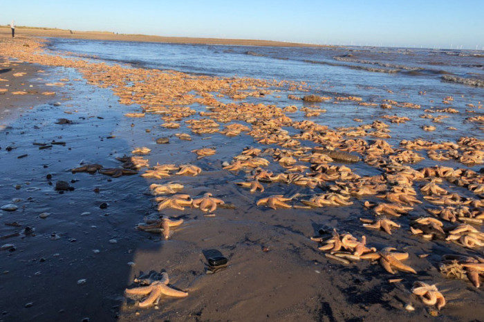 Click to enlarge Matt Warman's photo of starfish washed up along the beach at Gibraltar Point, Skegness.