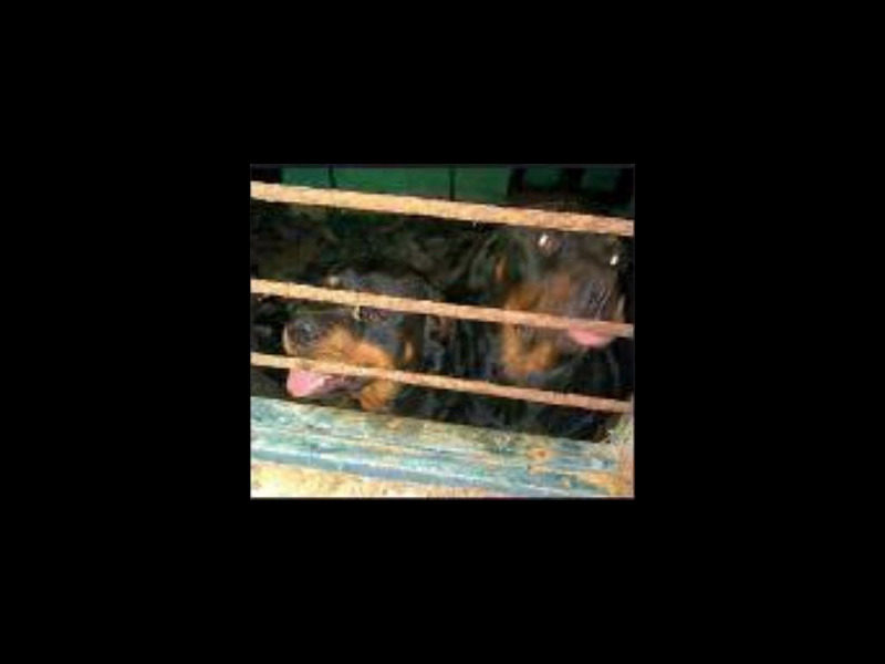 Click to enlarge The two Rottweilers had blood on their paws and fangs, a police officer said.