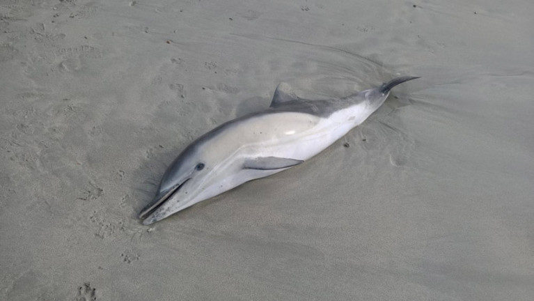The rise in common dolphin strandings is alarming wildlife enthusiasts