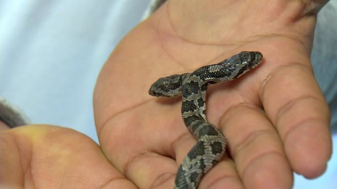 This two-headed western ratsnake found last fall in Stone County is currently on display at the Missouri Department of Conservation's Shepherd of the Hills Hatchery in Branson.
