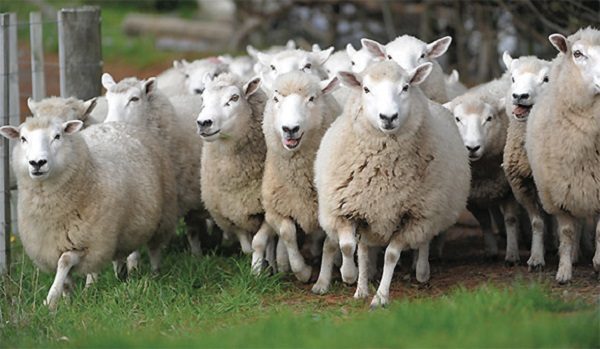 Image result for Reasons to buy sheeps online from Romania