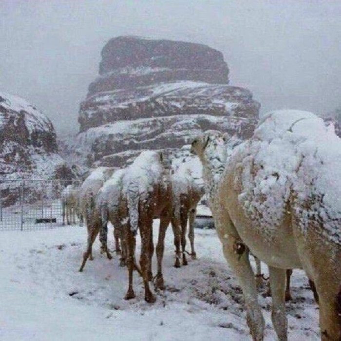 Snow covered camels in Saudi Arabia