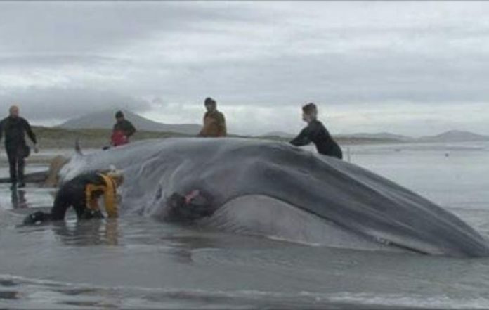 Stranded whale on the beach.