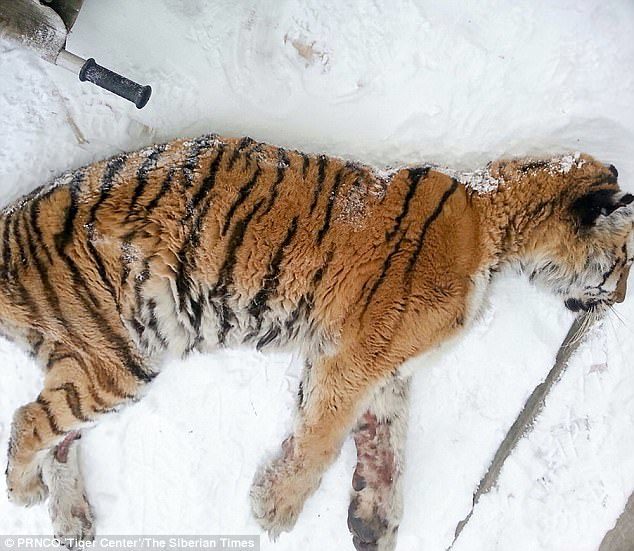 An endangered tigress defied all its normal instincts and walked out of the wild into a village to seek human help over a severe teeth and gum problem