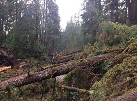 Olympic National Park's unsolved mystery: What caused over 100 trees to fall down in the middle of the night?