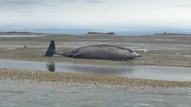 A Cuvier's beaked whale that stranded on Jackett Island has died.