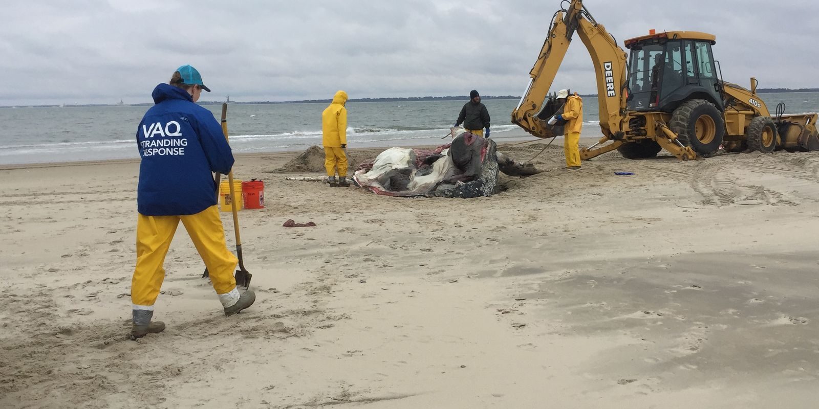 Staff from the Virginia Aquarium Stranding Response Program perform a necropsy on a dead humpback whale