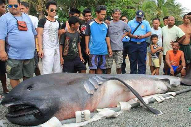 RARE SIGHT: The extremely rare megamouth shark washed ashore in Negros Oriental