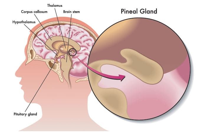 pineal gland