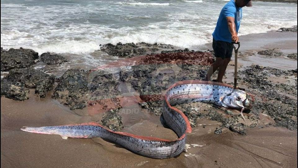 The oarfish found on the coast of Peru on February 15th