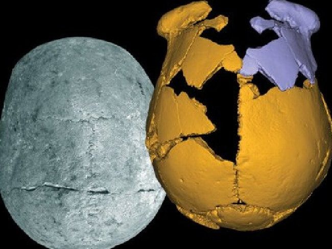 Fossil fragments (yellow) were put together with their mirror-image pieces (purple) to visualize the skull of an archaic human who lived in eastern China.