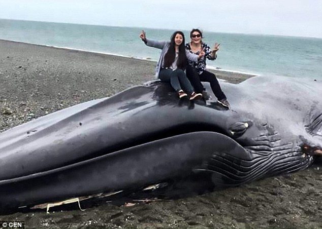 A blue whale carcass has been stomped on by people taking selfies and covered in graffiti saying 'Ana I love you' after it washed up on a beach in Chile