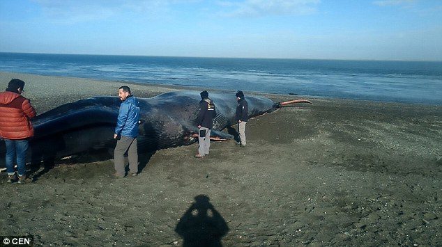 The carcass proved a draw for locals in the area with people descending on the beach to take pictures