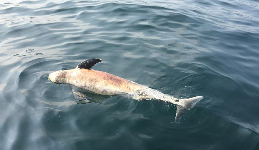 Four finless porpoises were found across Hong Kong