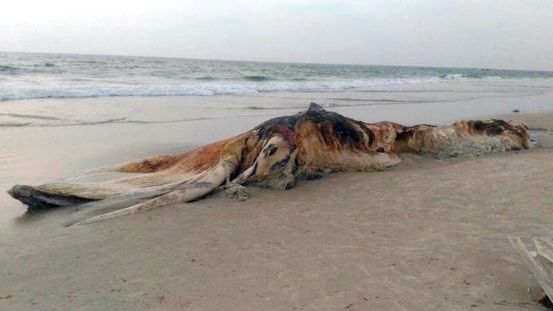 a dead whale washed ashore in a decomposed state on the Doddakopla beach in Surathkal