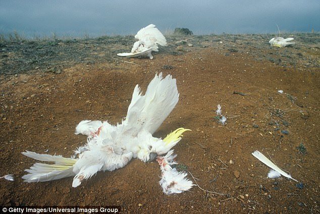 Over 100 cockatoos have been found dead in New South Wales' Hunter Valley (stock image)