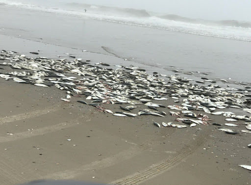 Thousand of menhaden washed ashore early Wednesday.