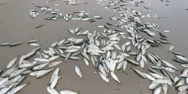 Dead fish littered the beaches of the Outer Banks on Tuesday