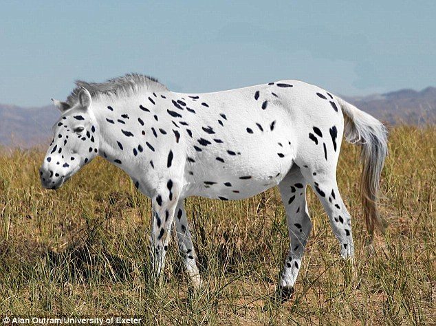 Przewalski's horses were considered to be the last 'wild' species of horse but some of the horses were found to carry genetic variants causing white and leopard coat spotting patterns